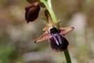 Ophrys mammosa